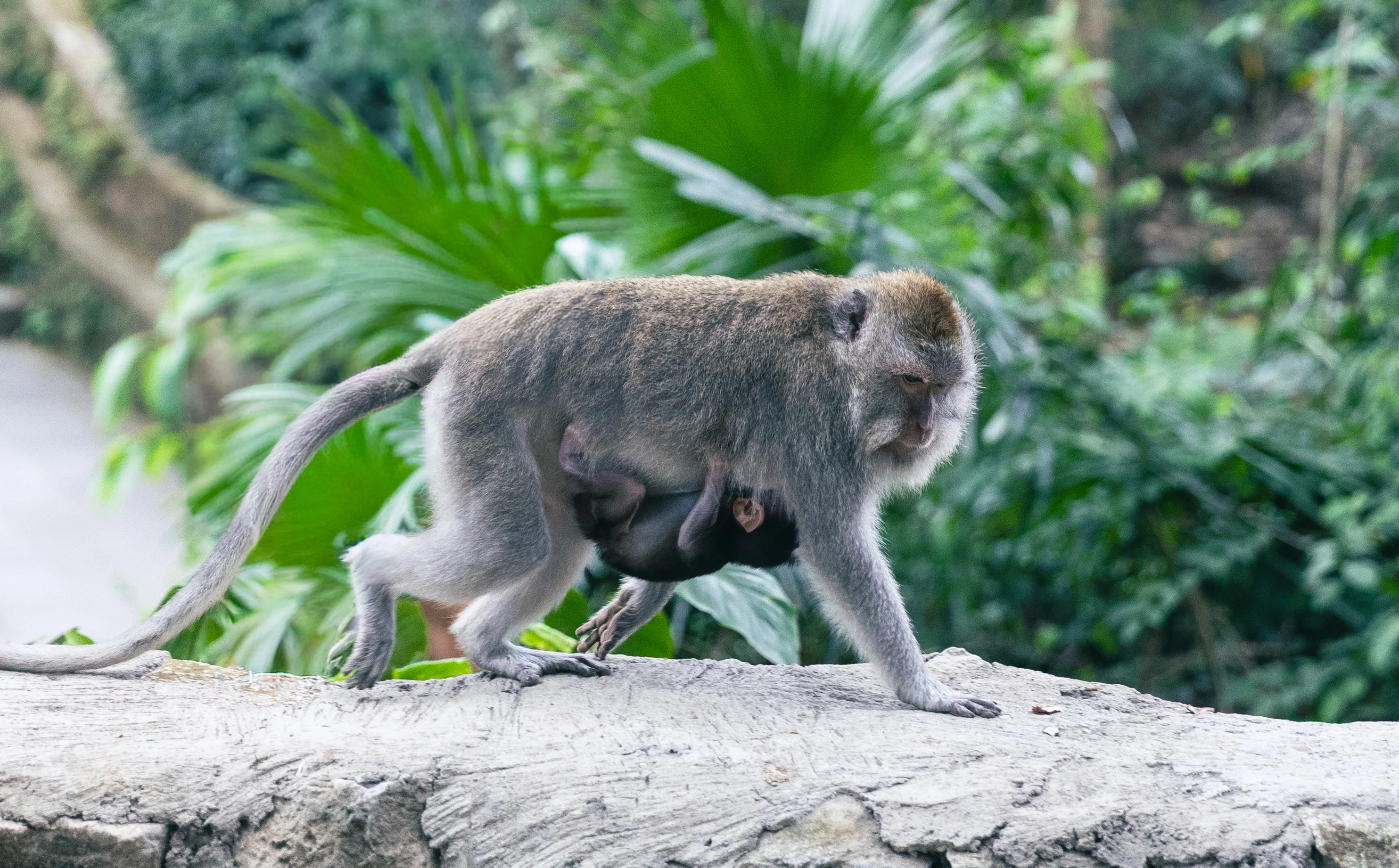 Aap met baby, zo schattig!
